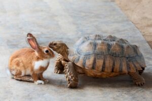 image of a tortoise and a hare to signify two approaches to getting results you want